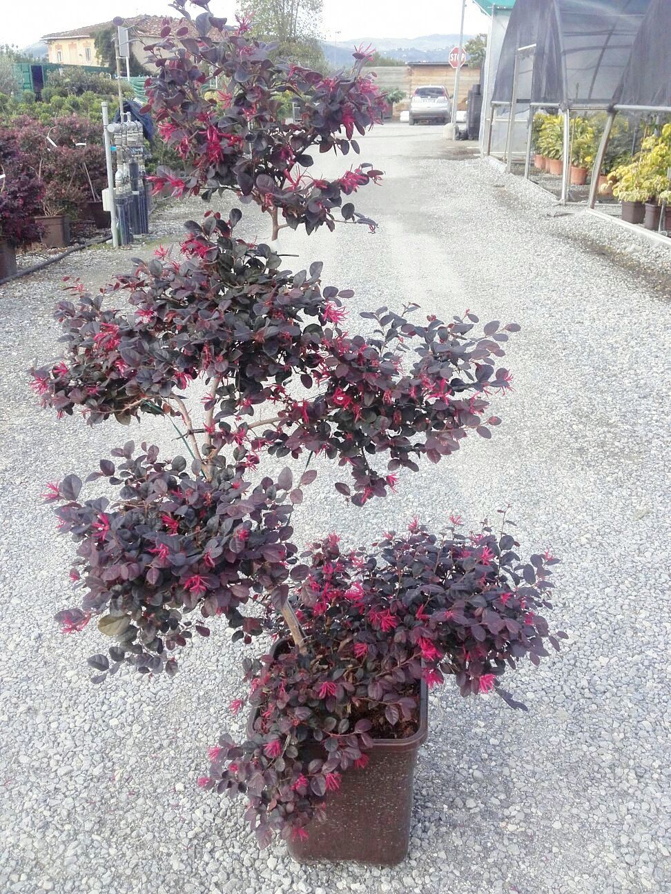 LOROPETALUM chinense 'Black Pearl' ®