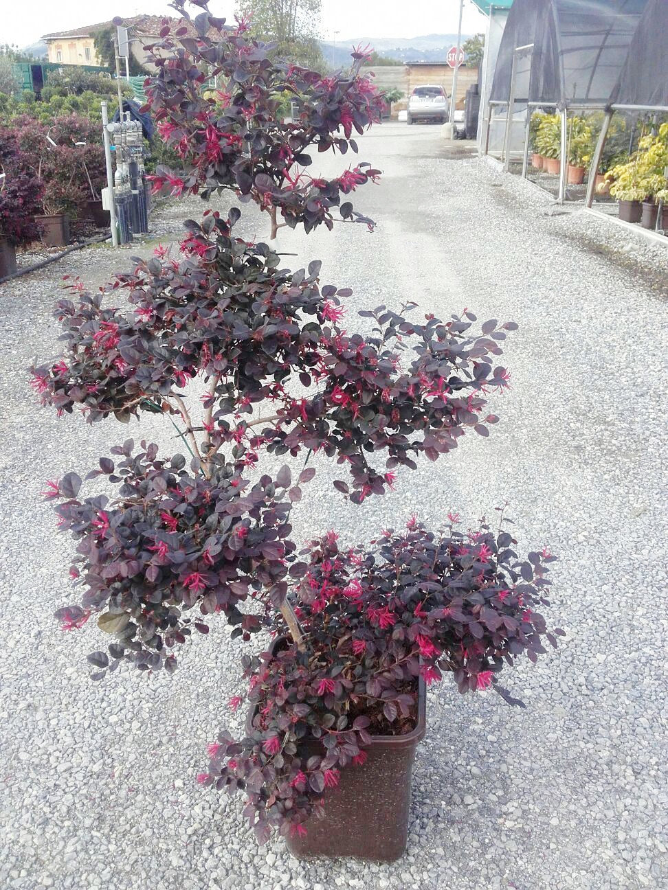 LOROPETALUM chinense 'Black Pearl' ®