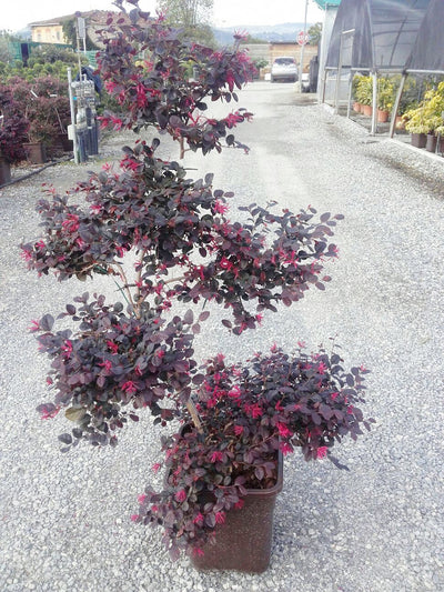 LOROPETALUM chinense 'Black Pearl' ®