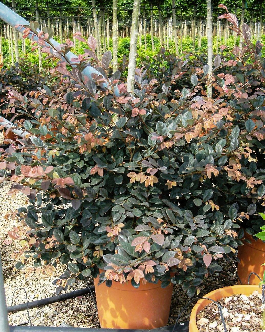 LOROPETALUM chinense 'Fire Dance'