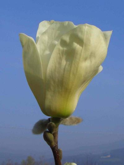 MAGNOLIA x 'Elizabeth'