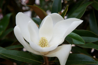 MAGNOLIA grandiflora 'Alta' ®