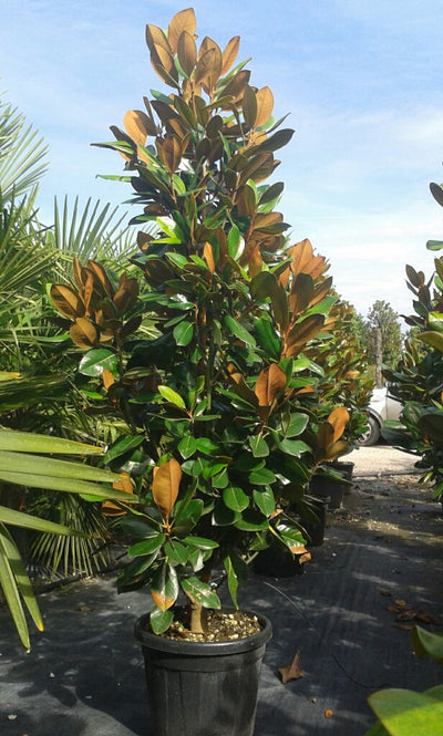 MAGNOLIA grandiflora 'Francois Treyve'