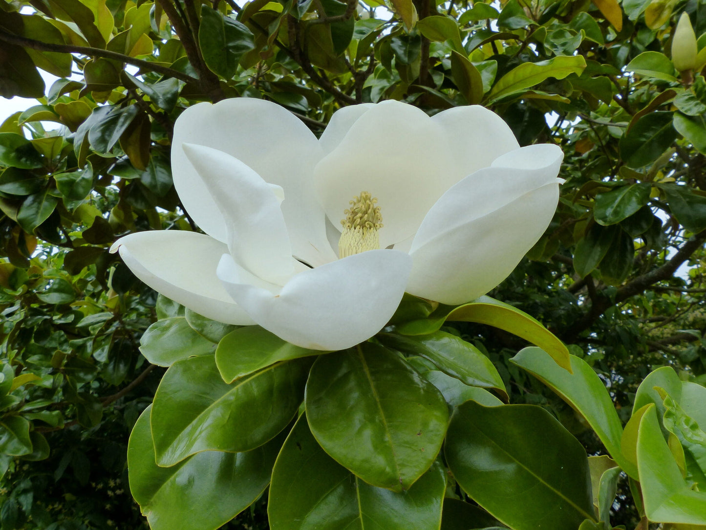MAGNOLIA grandiflora 'Galissoniensis Praecox'