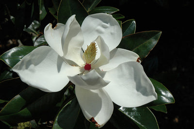 MAGNOLIA grandiflora 'Victoria'