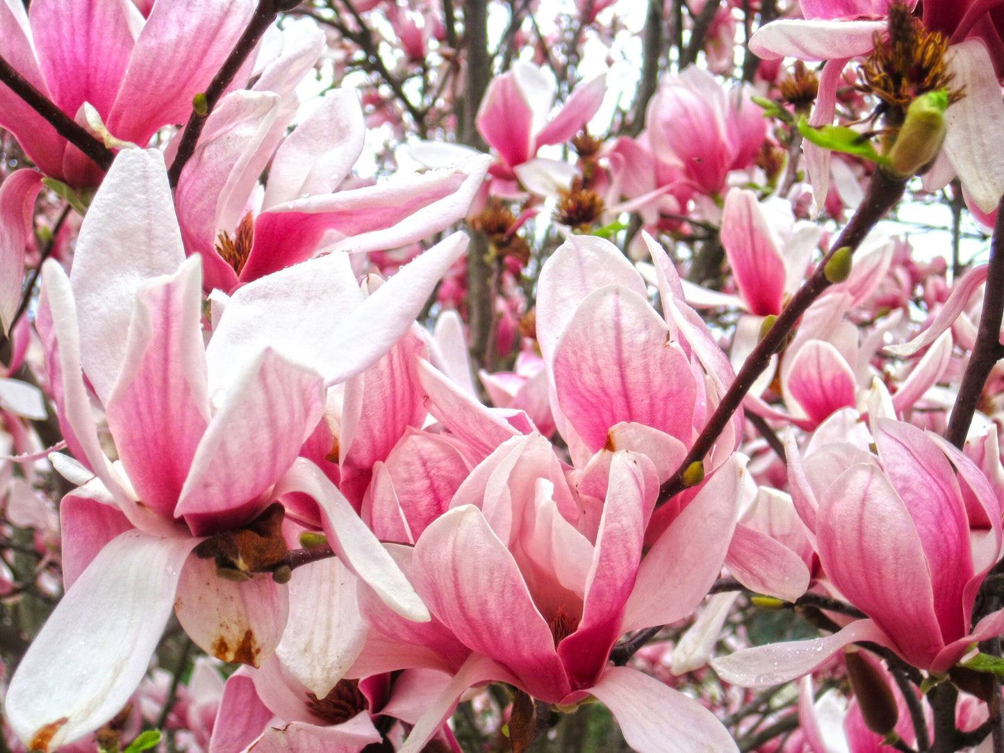MAGNOLIA x soulangeana