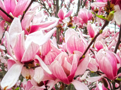 MAGNOLIA x soulangeana