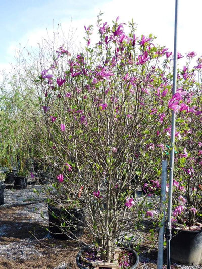 MAGNOLIA liliflora 'Nigra'