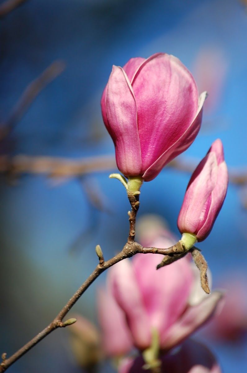 MAGNOLIA x 'Star Wars'