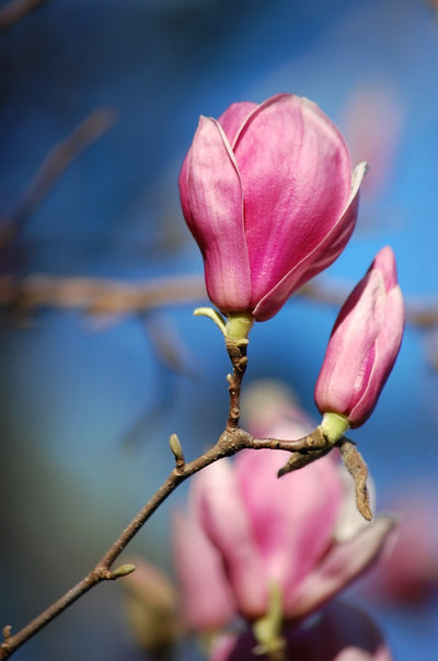 MAGNOLIA x 'Star Wars'