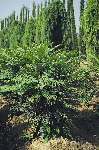 MAHONIA japonica