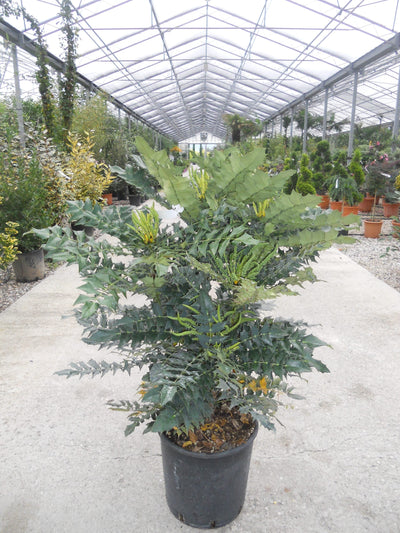 MAHONIA x media 'Charity'