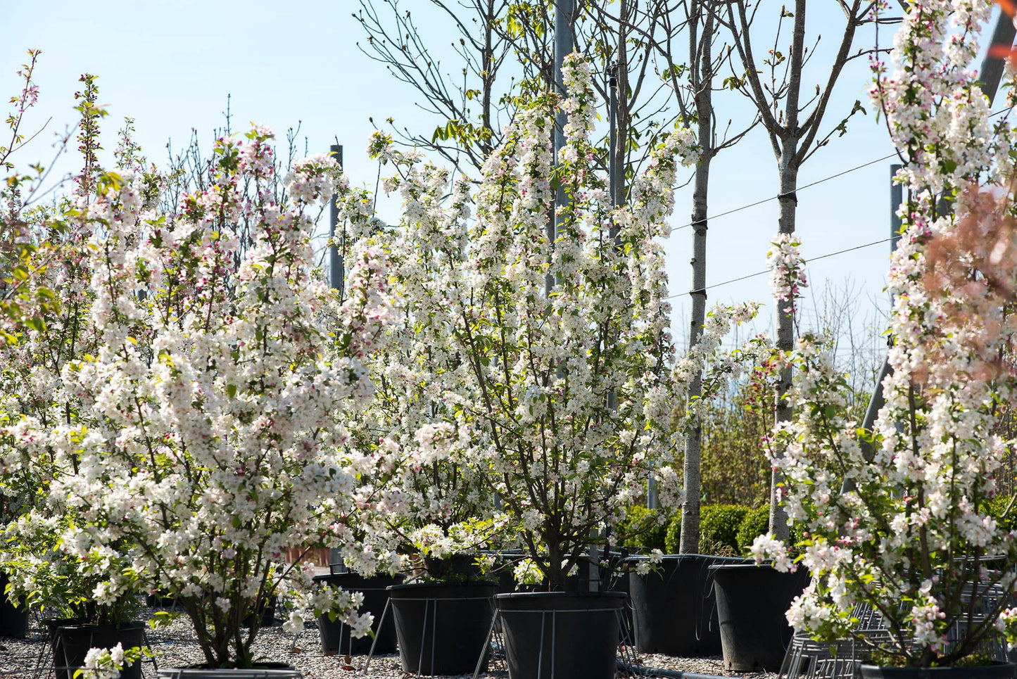 MALUS 'Evereste' ®