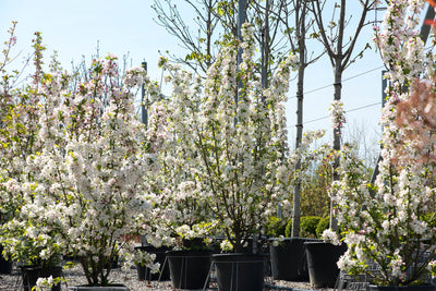 MALUS 'Evereste' ®