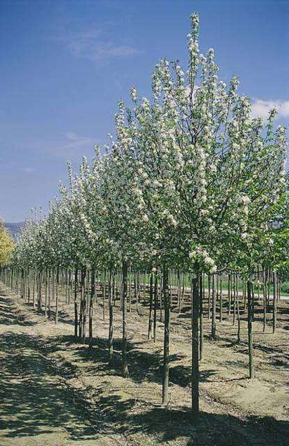 MALUS 'John Downie'
