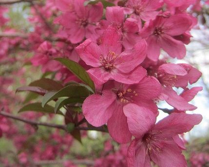 MALUS x 'Prairi Fire'