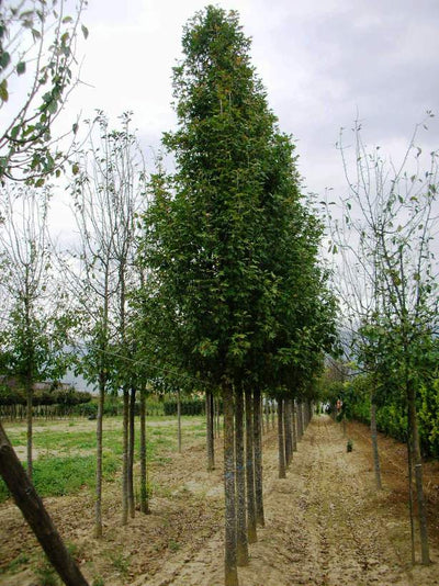 MALUS trilobata