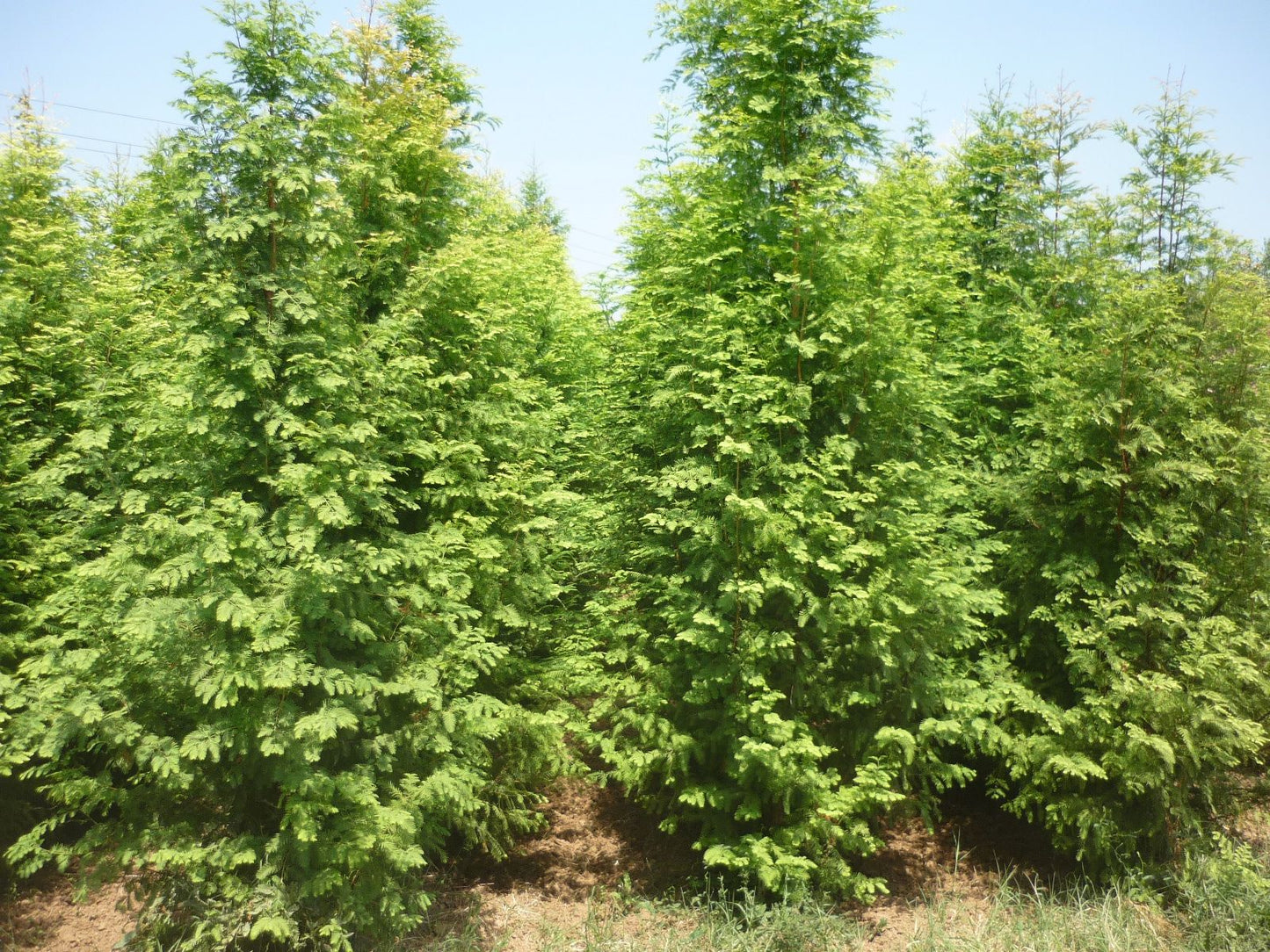 METASEQUOIA glyptostroboides