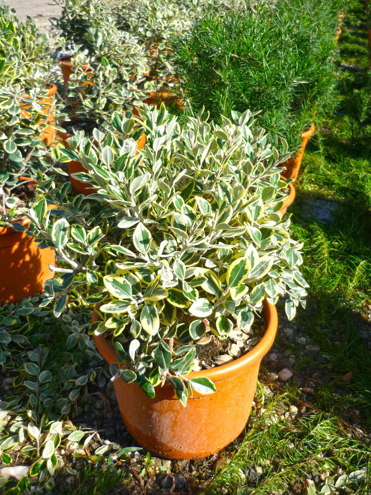 METROSIDEROS kermadecensis 'Variegata'