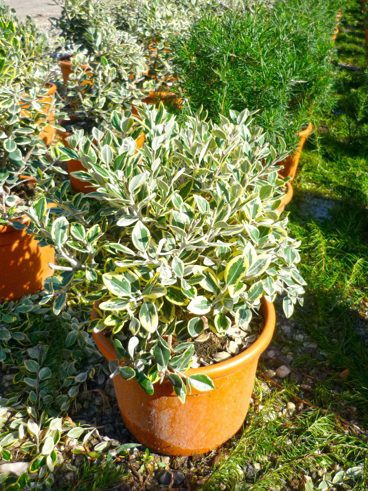 METROSIDEROS kermadecensis 'Variegata'