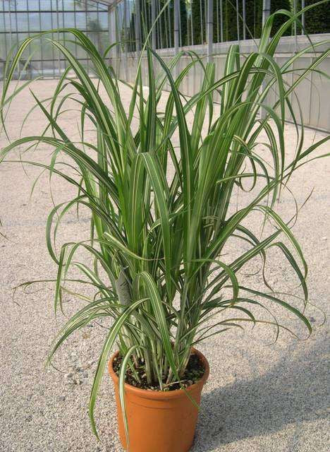 MISCANTHUS sinensis 'Cabaret'