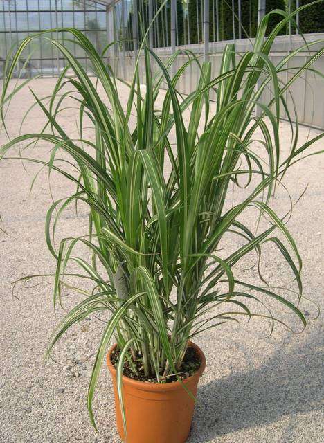 MISCANTHUS sinensis 'Cabaret'