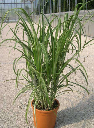 MISCANTHUS sinensis 'Cabaret'