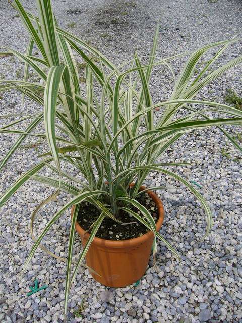 MISCANTHUS sinensis 'Cosmopolitan'