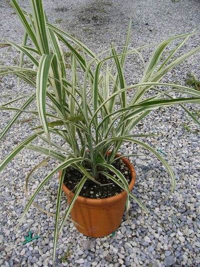 MISCANTHUS sinensis 'Cosmopolitan'