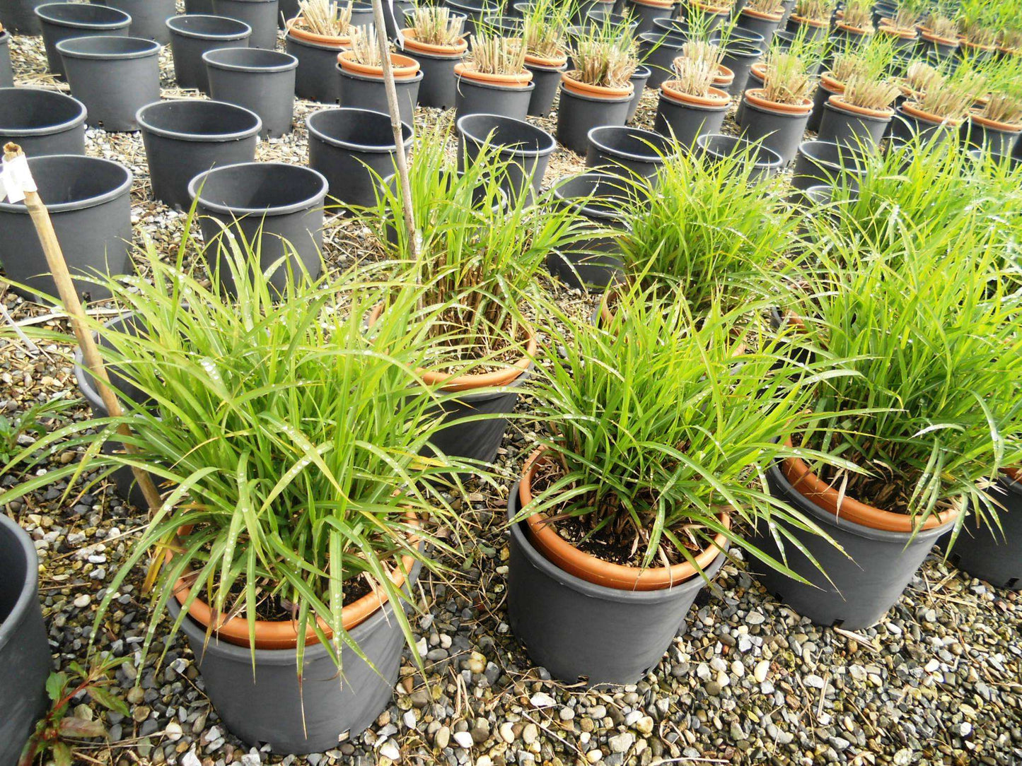 MISCANTHUS sinensis 'Dronning Ingrid'