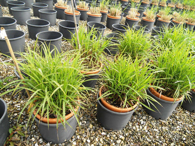 MISCANTHUS sinensis 'Dronning Ingrid'