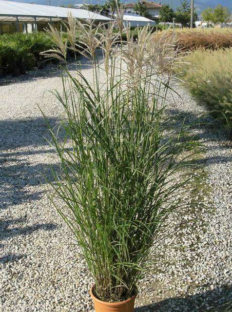 MISCANTHUS sinensis 'Ferner Osten'