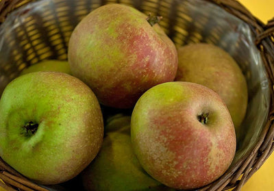 MALUS COMMUNIS 'Belle de Boskoop'