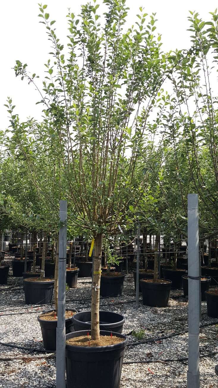 MALUS COMMUNIS 'Golden Delicious'
