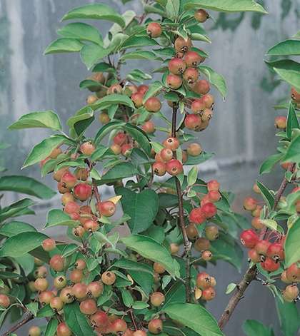 MALUS COMMUNIS 'Pom'zai' ®