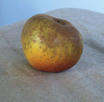 MALUS COMMUNIS 'Reinette Du Canada'