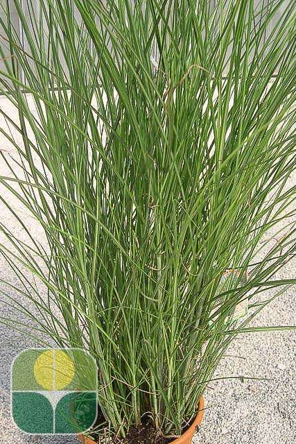 MISCANTHUS sinensis 'Gracillimus'