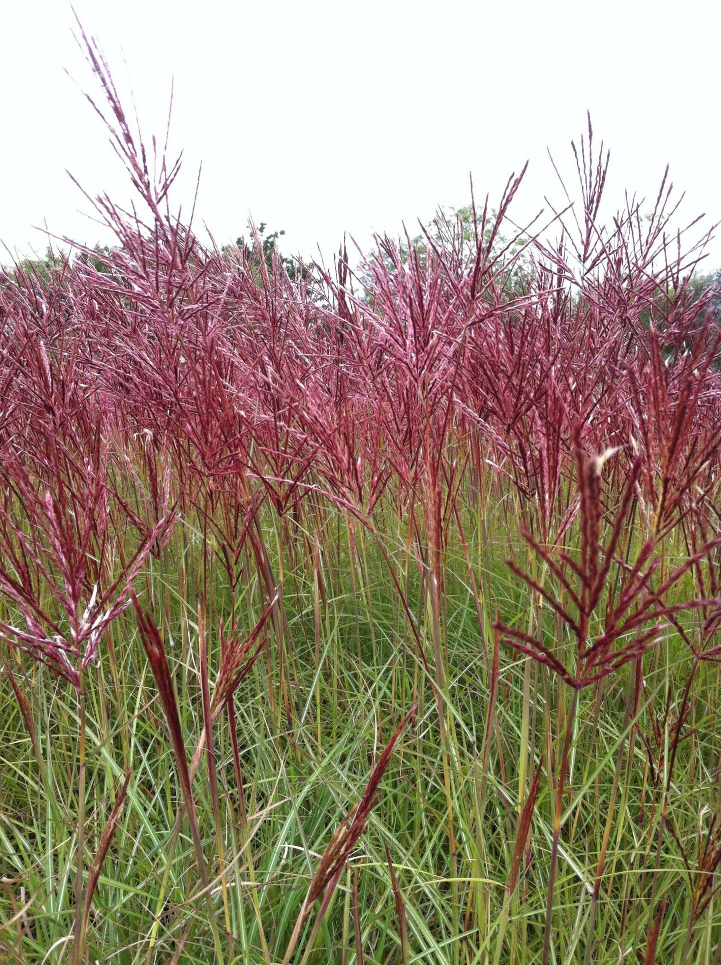 MISCANTHUS sinensis 'Red Chief'