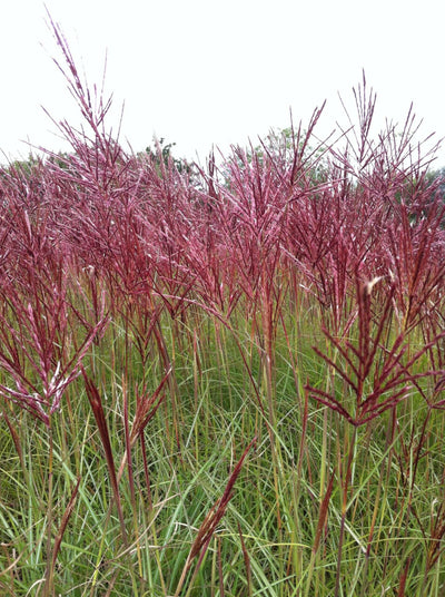 MISCANTHUS sinensis 'Red Chief'