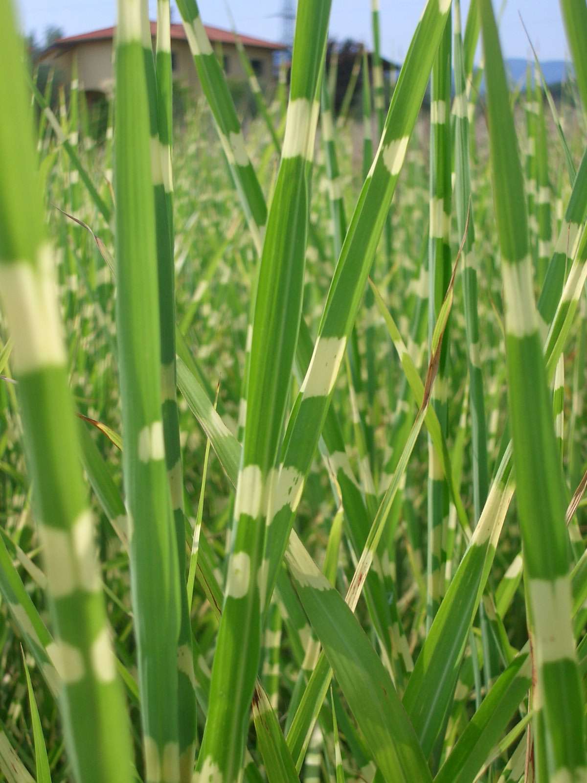 MISCANTHUS sinensis 'Zebrinus'