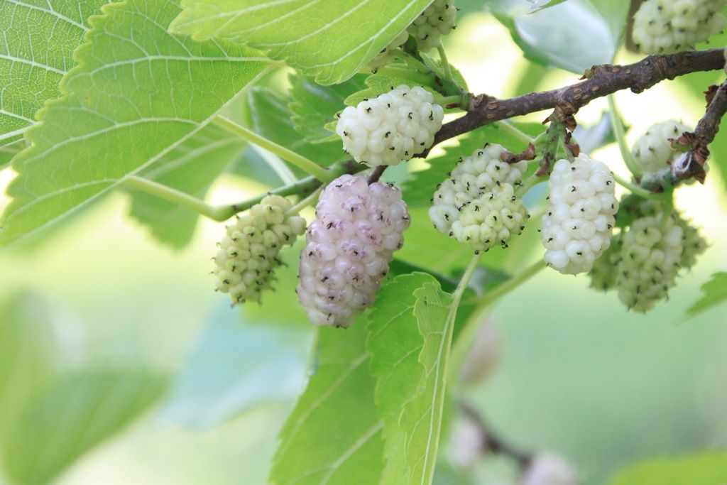 MORUS alba