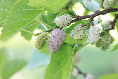 MORUS alba