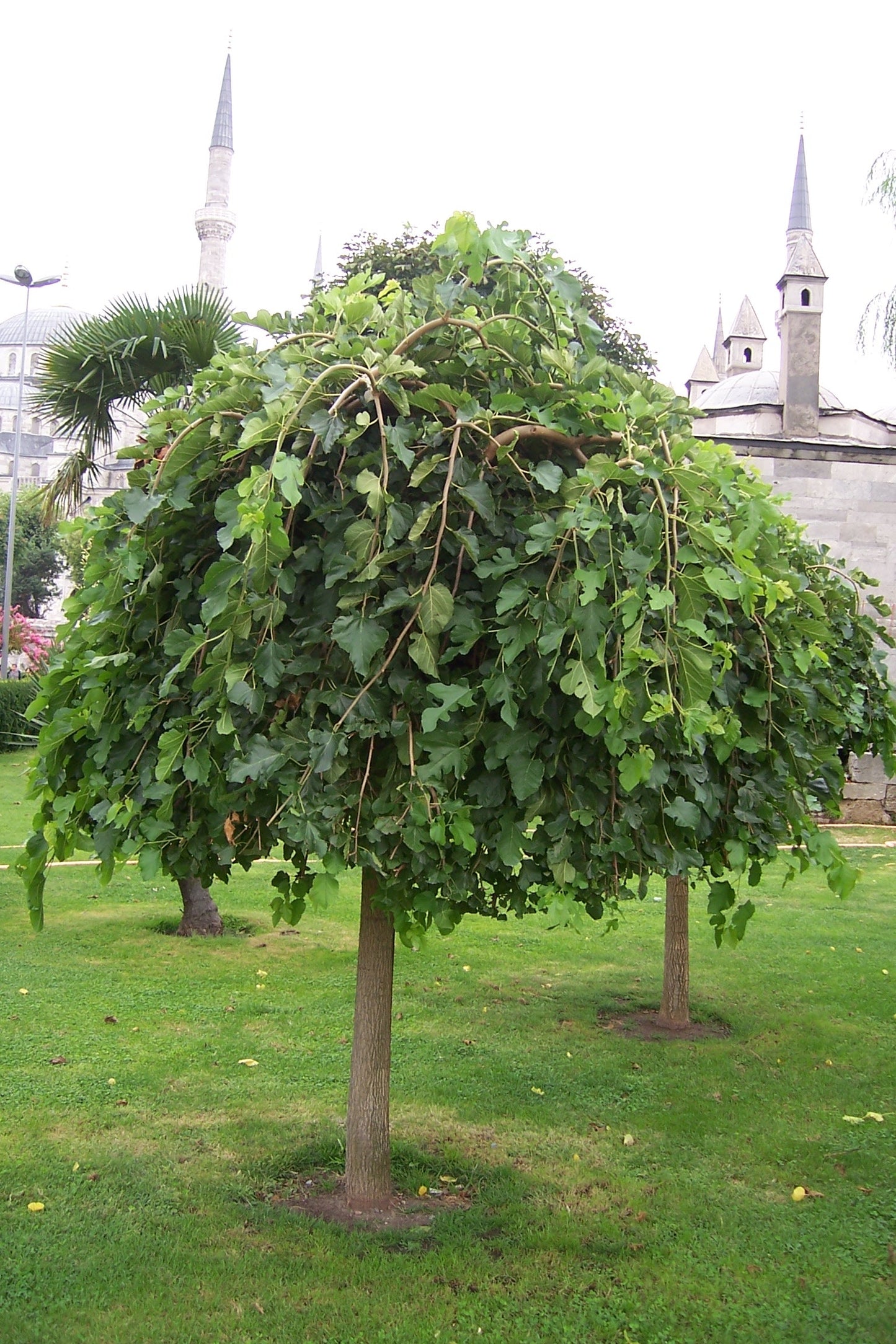 MORUS alba 'Pendula'