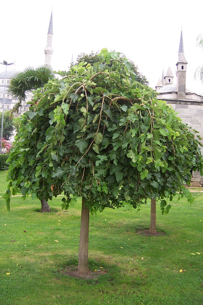 MORUS alba 'Pendula'