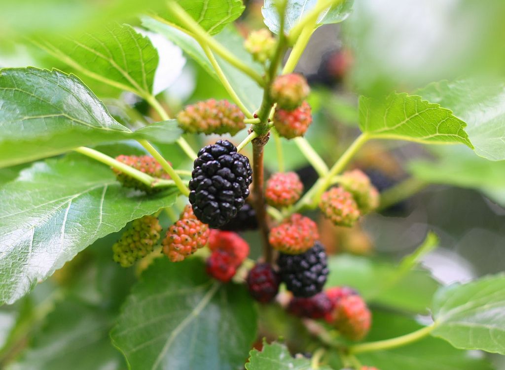MORUS nigra