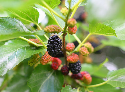 MORUS nigra