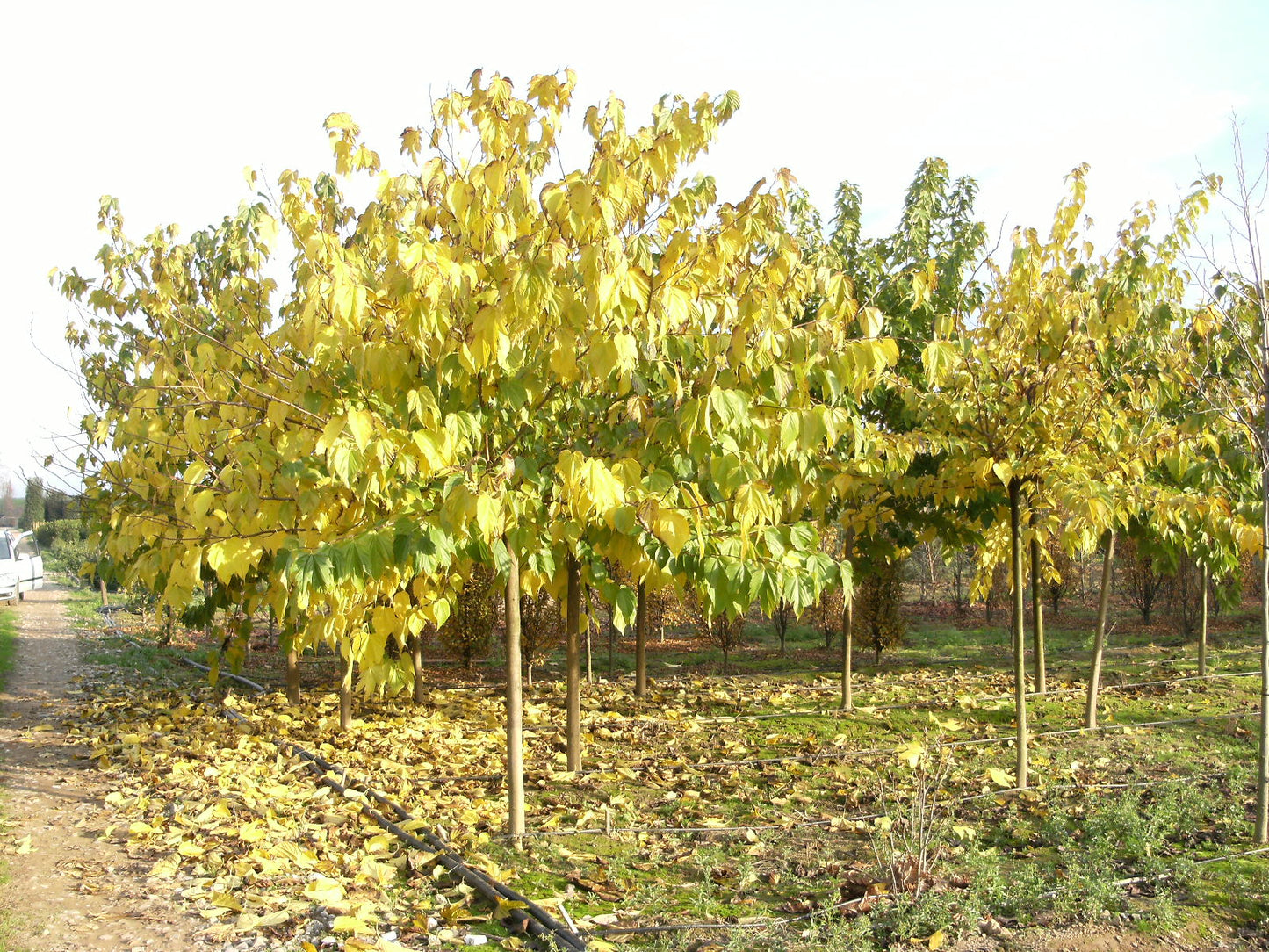 MORUS platanifolia