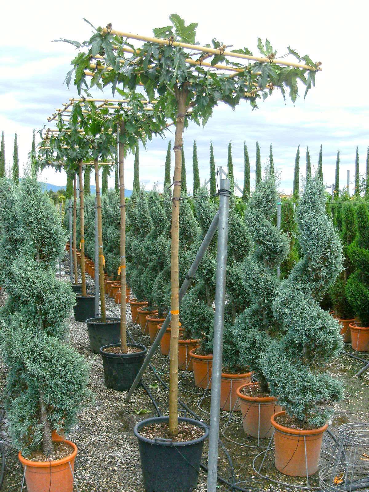 MORUS platanifolia 'Fruitless'
