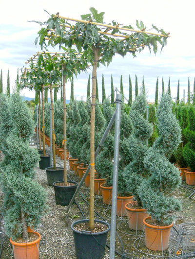 MORUS platanifolia 'Fruitless'