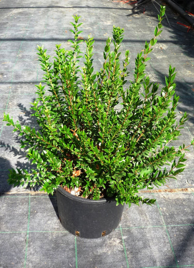 MYRTUS communis